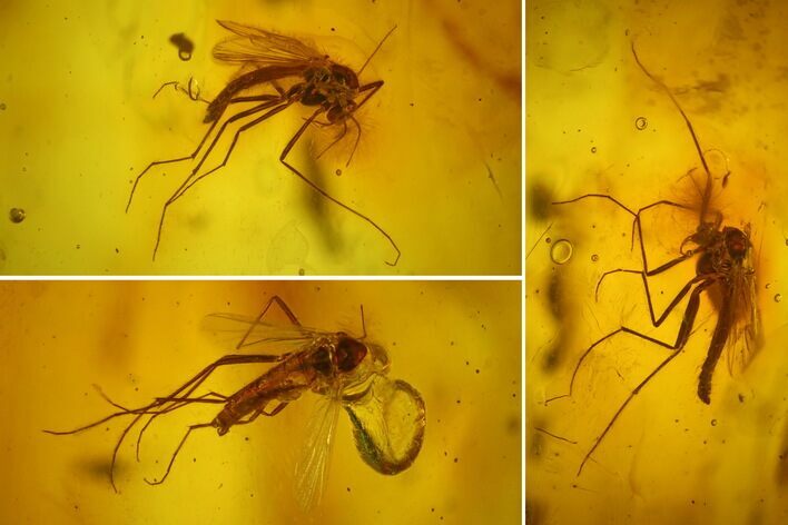 Three Fossil Flies (Diptera) In Baltic Amber #166253